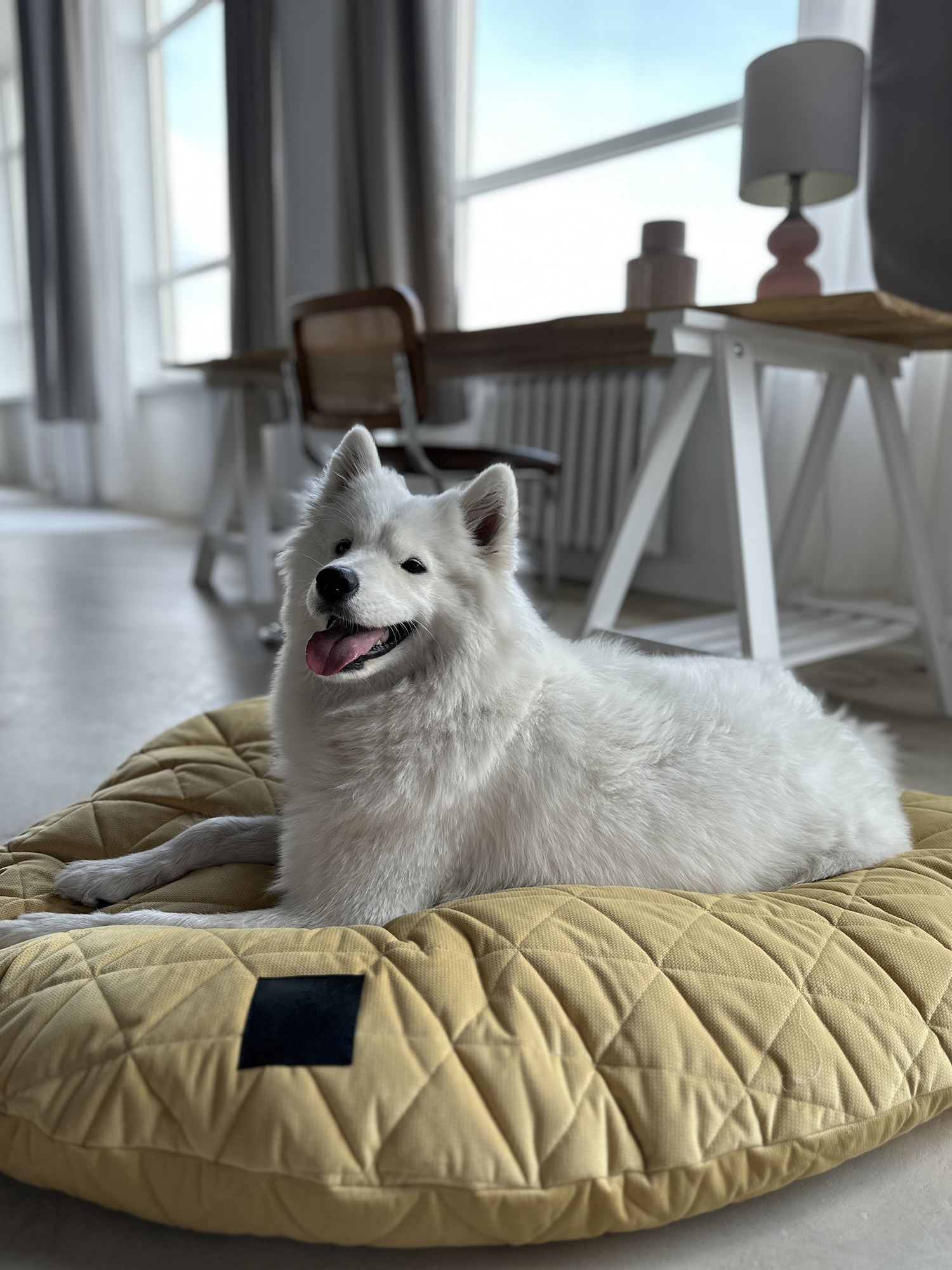 Żółty - obrazek 5