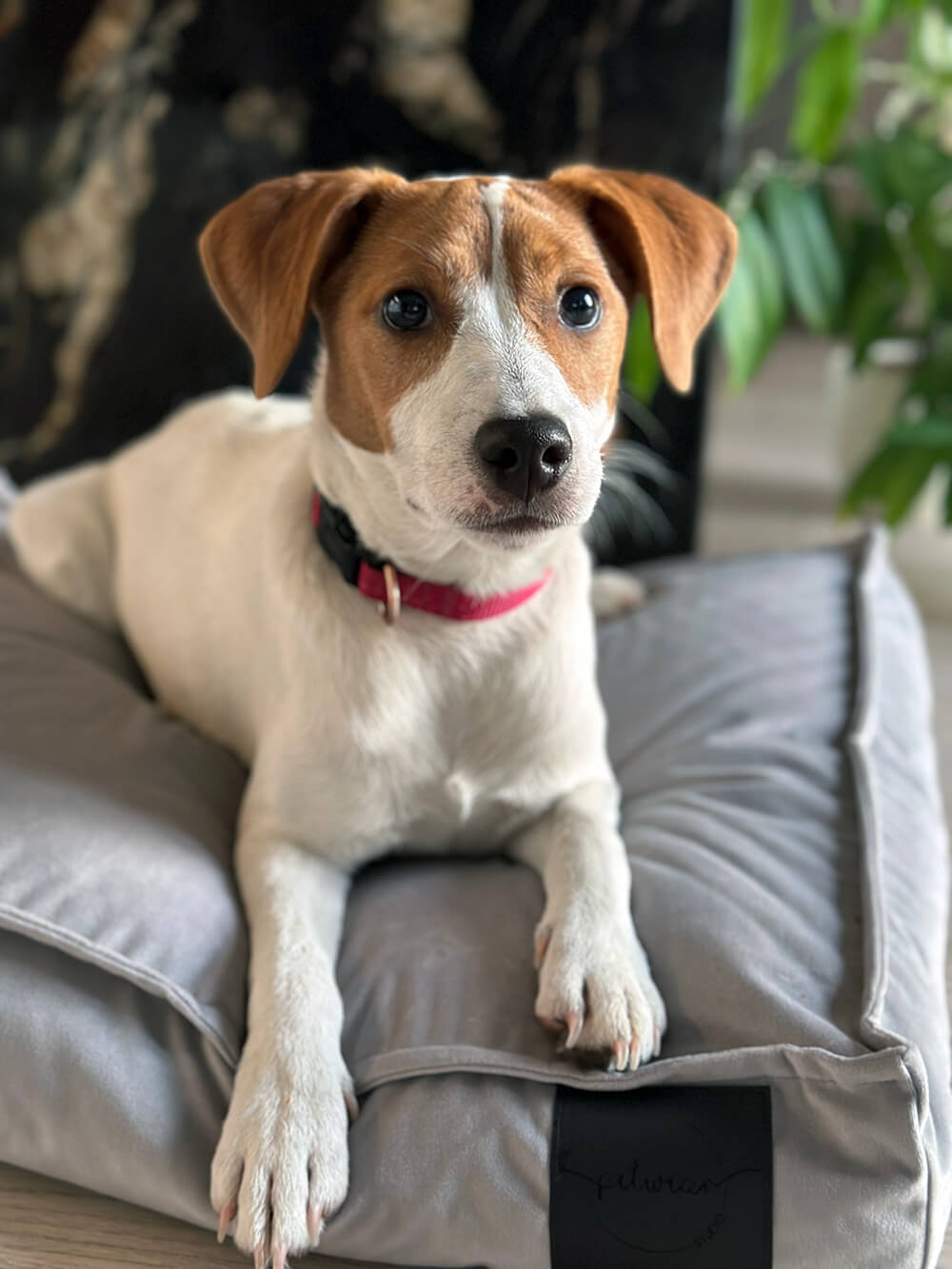 Jasnoszary - obrazek 5